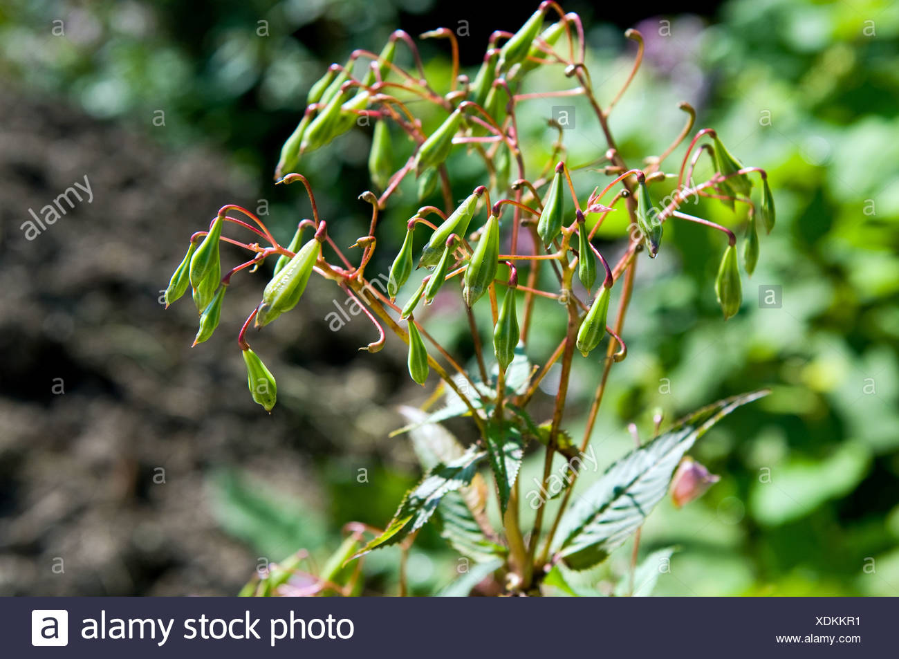 Himalayan Balsam Stock Photo