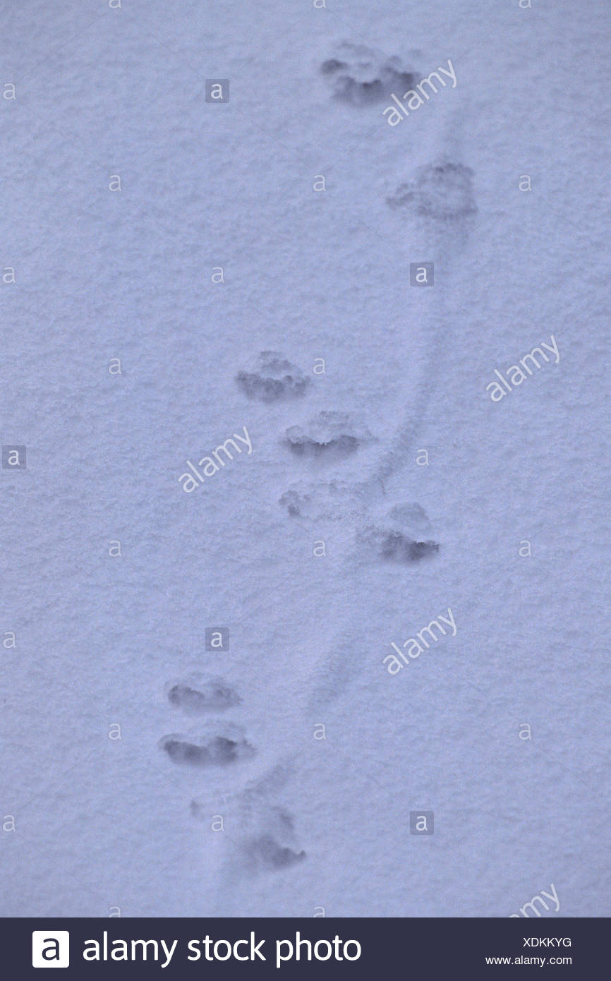 Otter Tracks Stock Photos & Otter Tracks Stock Images - Alamy