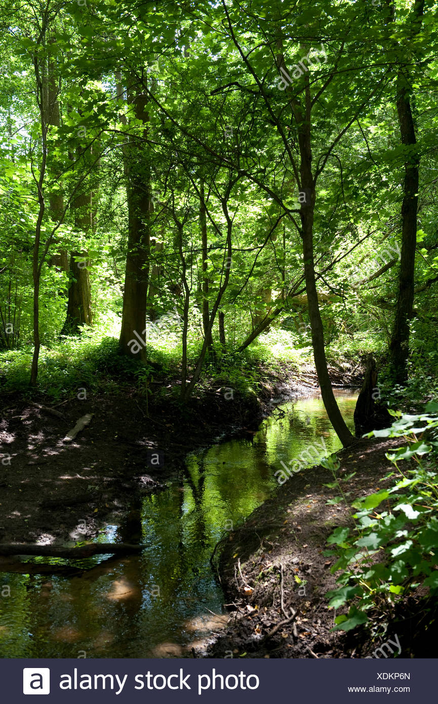 Dry Woodland High Resolution Stock Photography and Images - Alamy