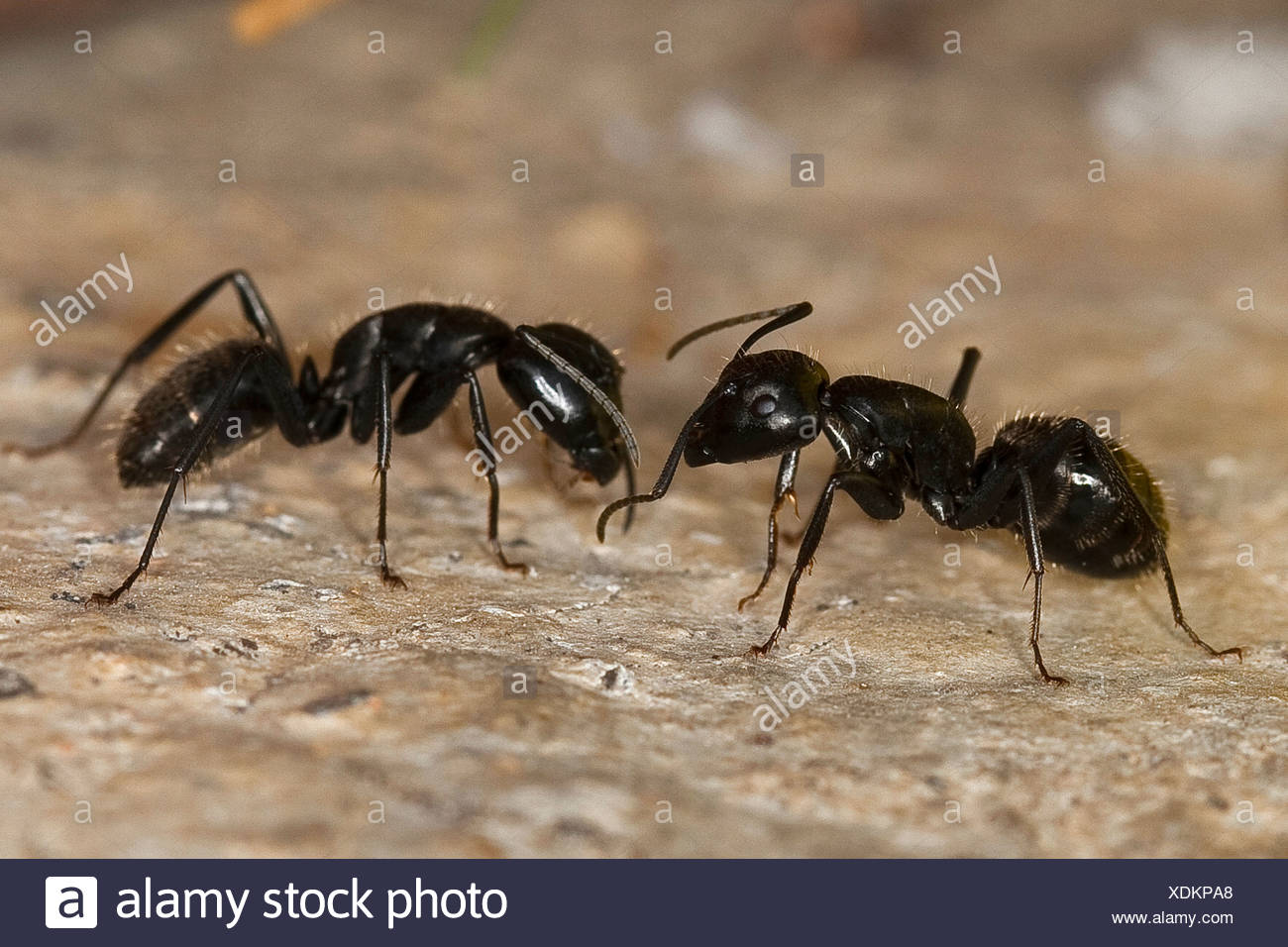 Oak Carpenter Ant Camponotus Vagus High Resolution Stock Photography