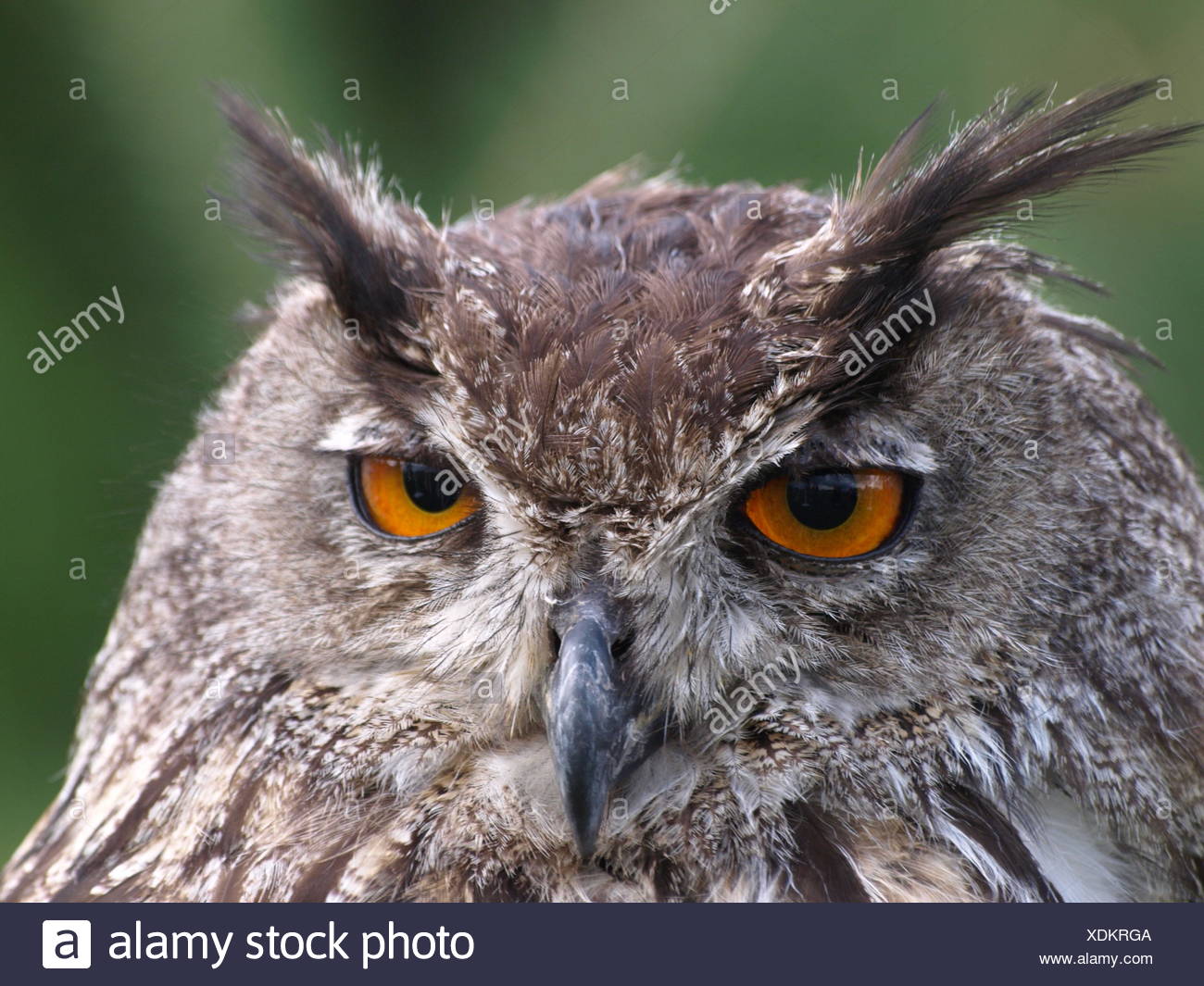 eagle owl Stock Photo