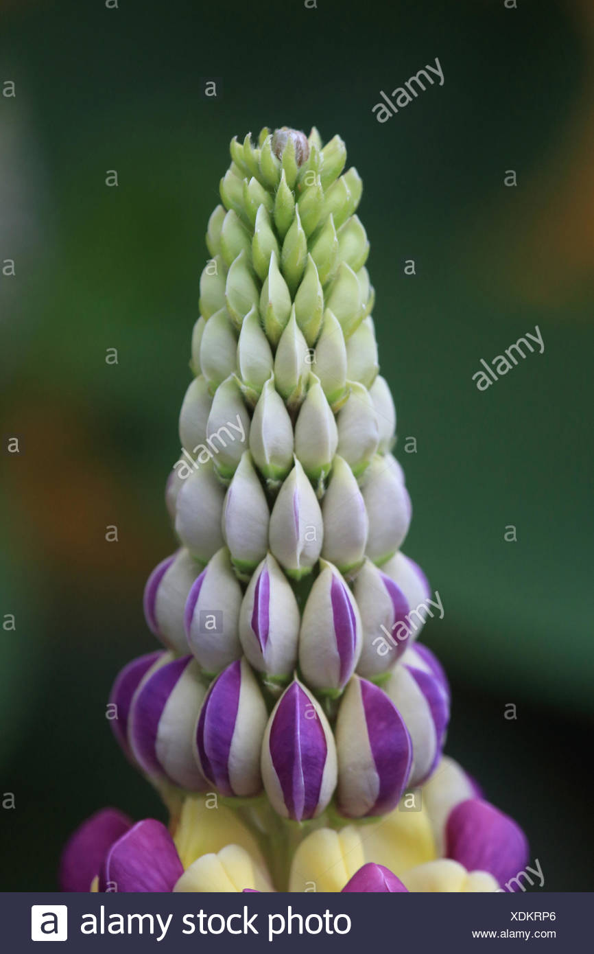 Large-leaved lupin, Lupinus polyphyllus Stock Photo