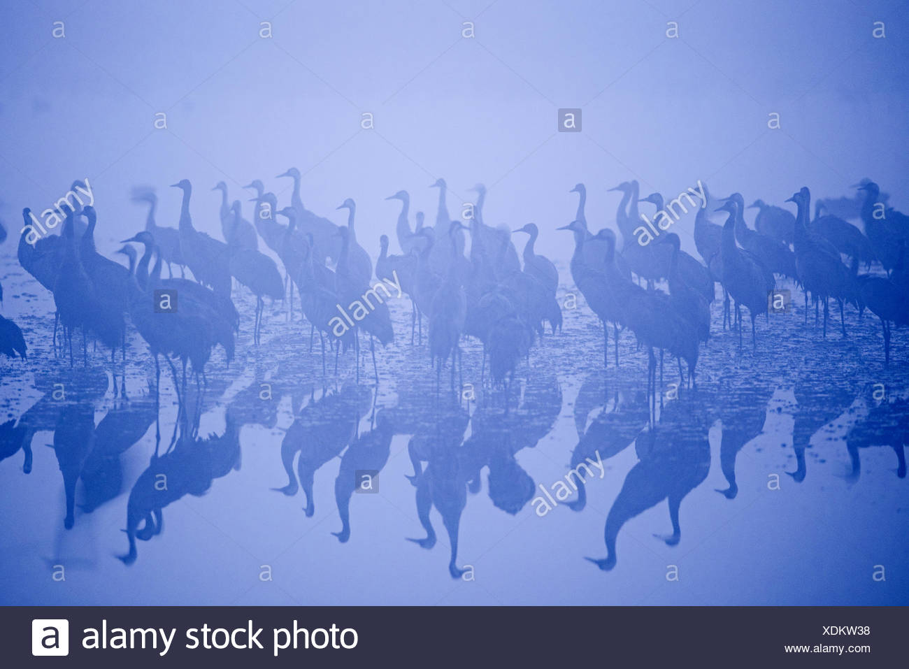 Common Cranes, at overnight roost at dawn, Grus grus, wintering at the Hula Lake Park, known in Hebrew as Agamon HaHula in the Stock Photo