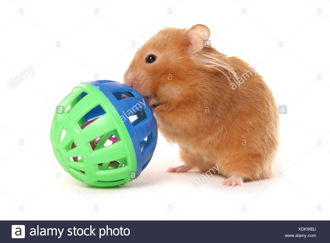 Hamsters Cut Out Stock Images & Pictures Alamy