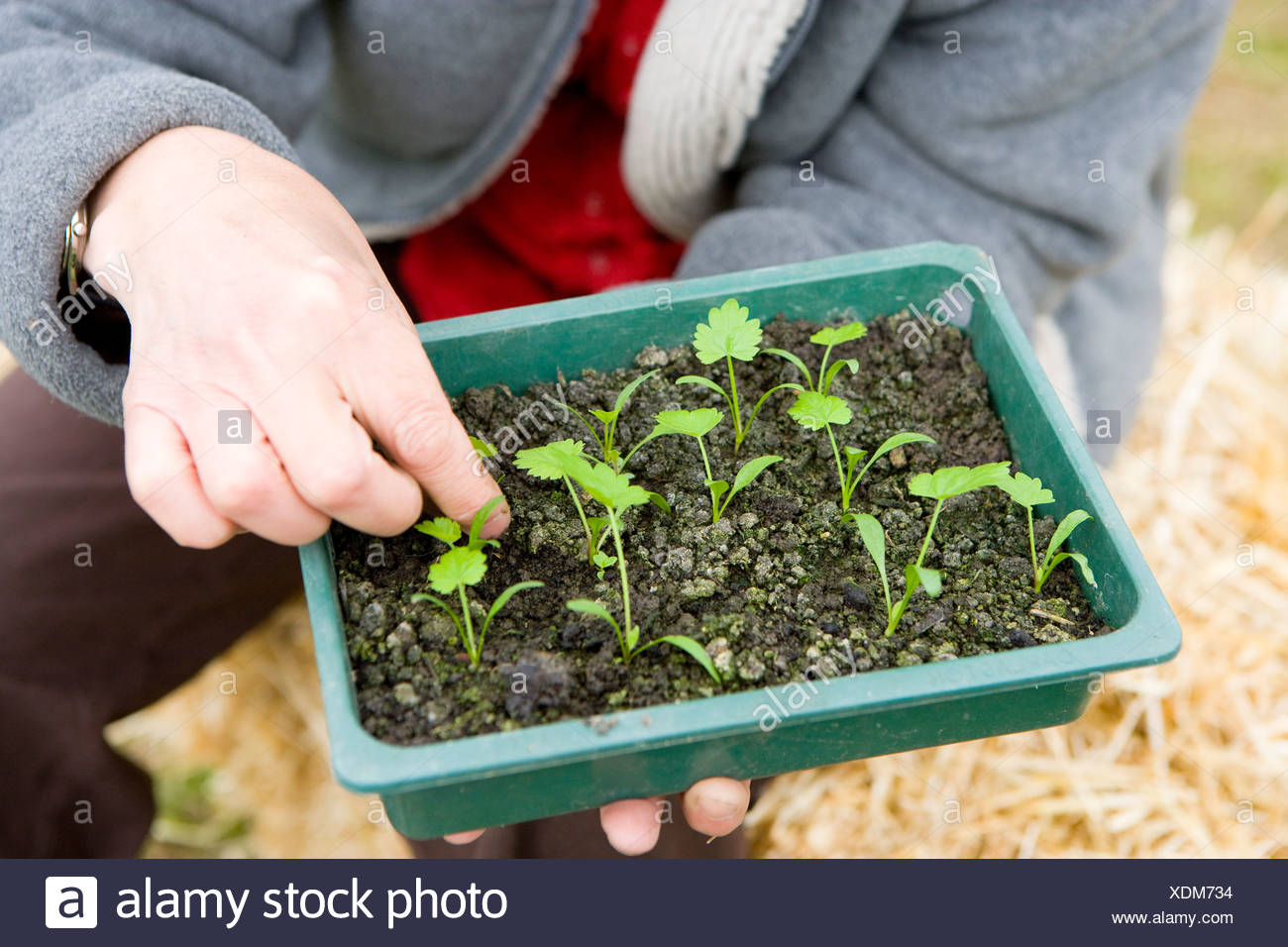Thinning Plants High Resolution Stock Photography and Images Alamy