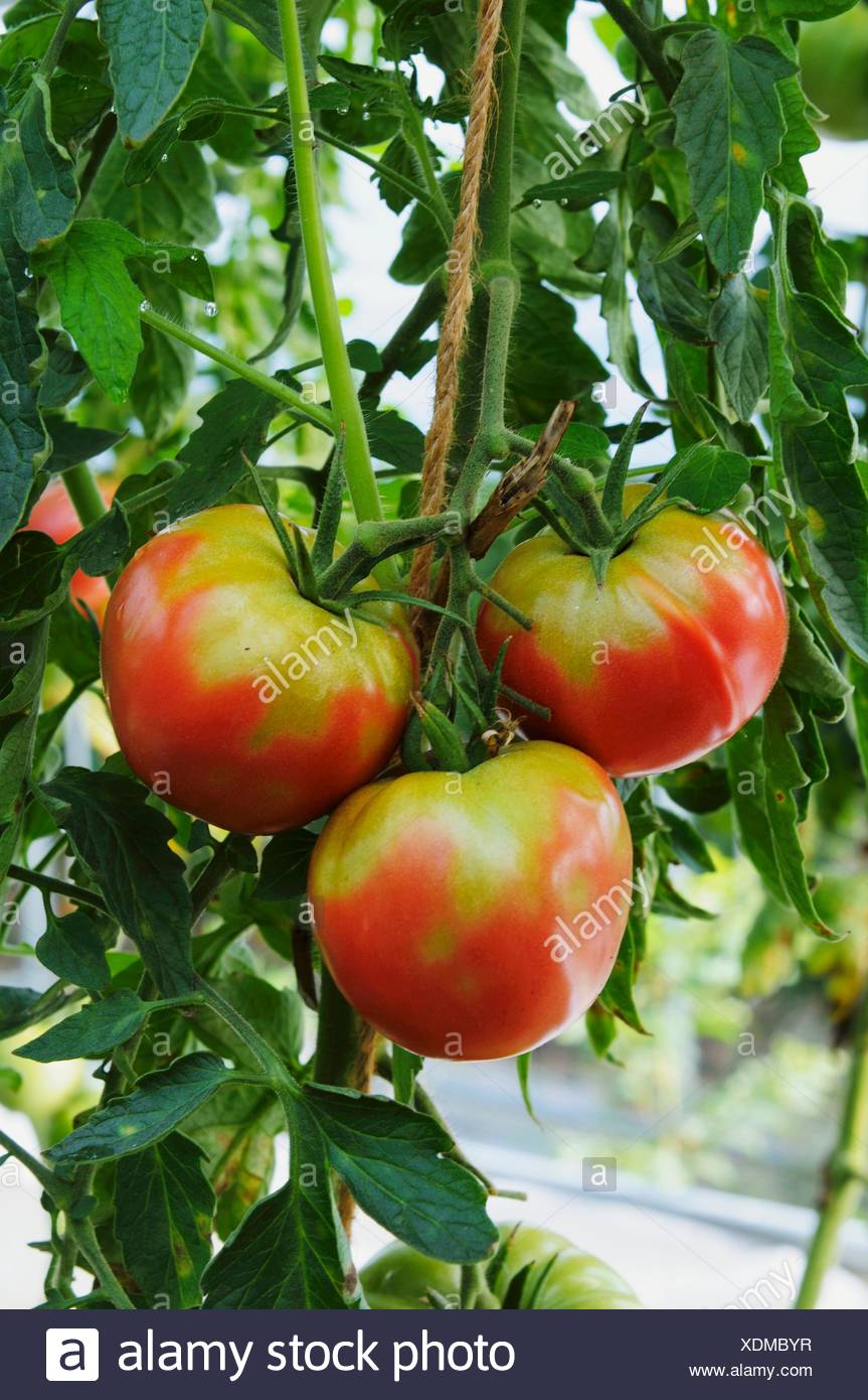 Beefsteak Tomatoes Growing Stock Photos & Beefsteak Tomatoes Growing