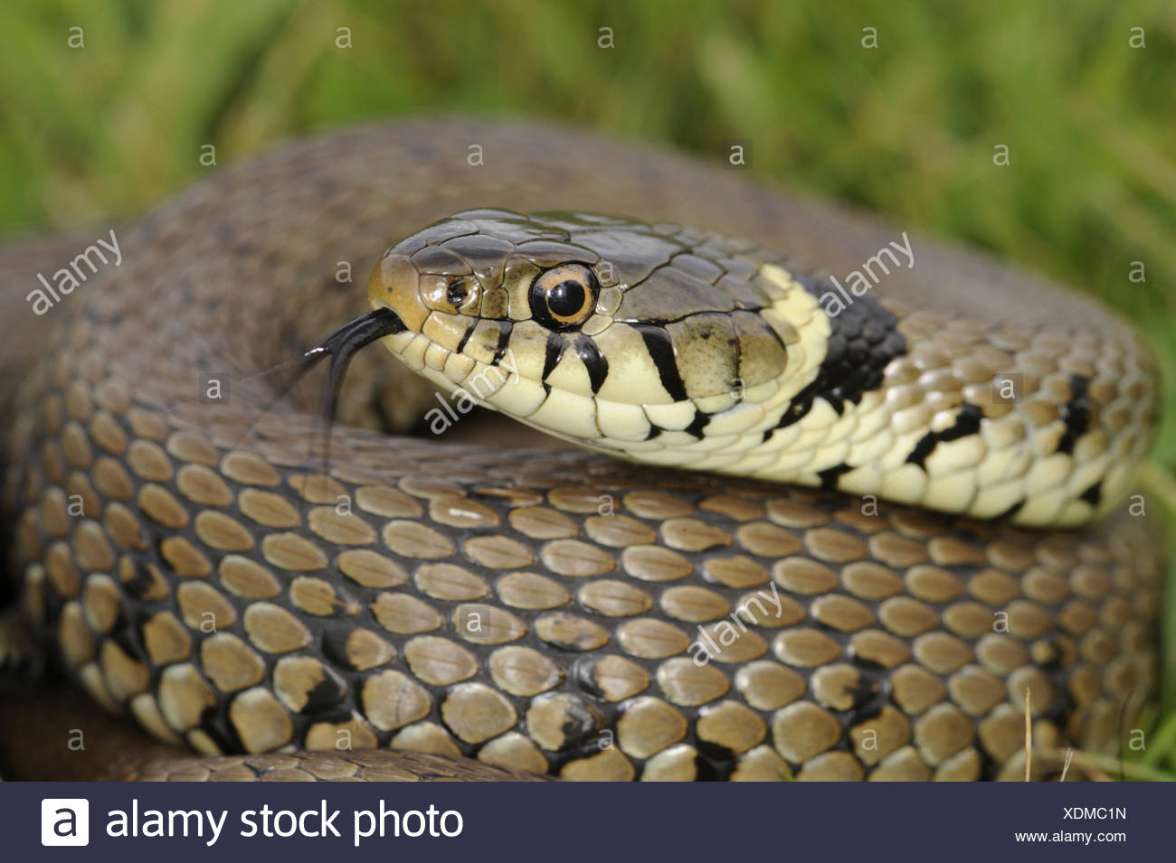 Grass Snake - Natrix natrix Stock Photo