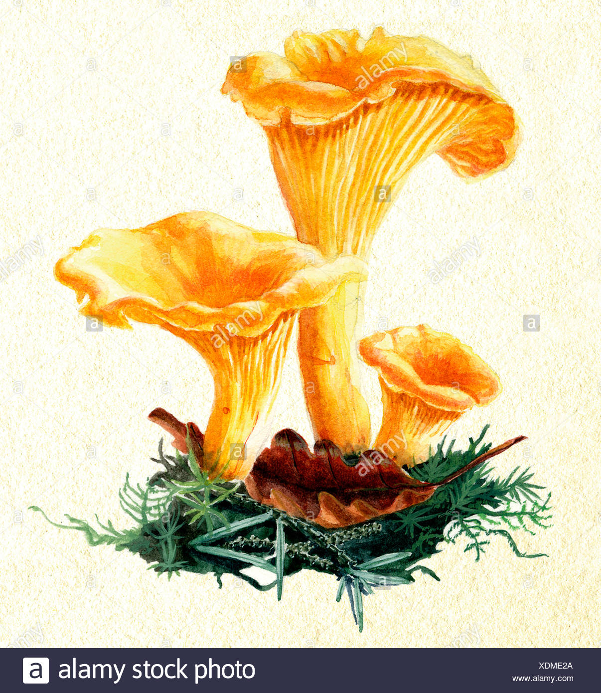 CHANTERELLE, DRAWING Stock Photo 283806498 Alamy
