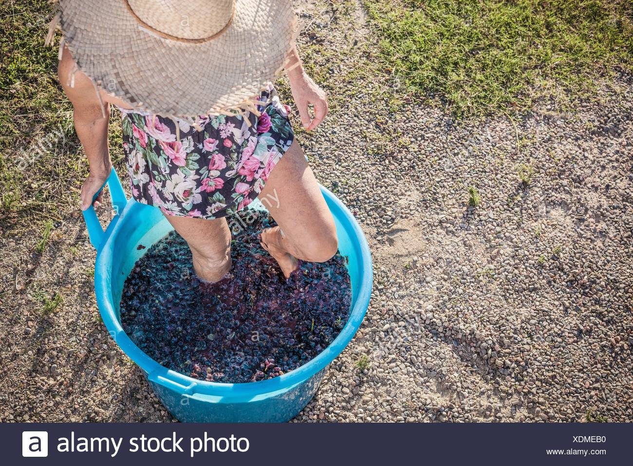 Stomping Grapes Stock Photos & Stomping Grapes Stock Images Alamy