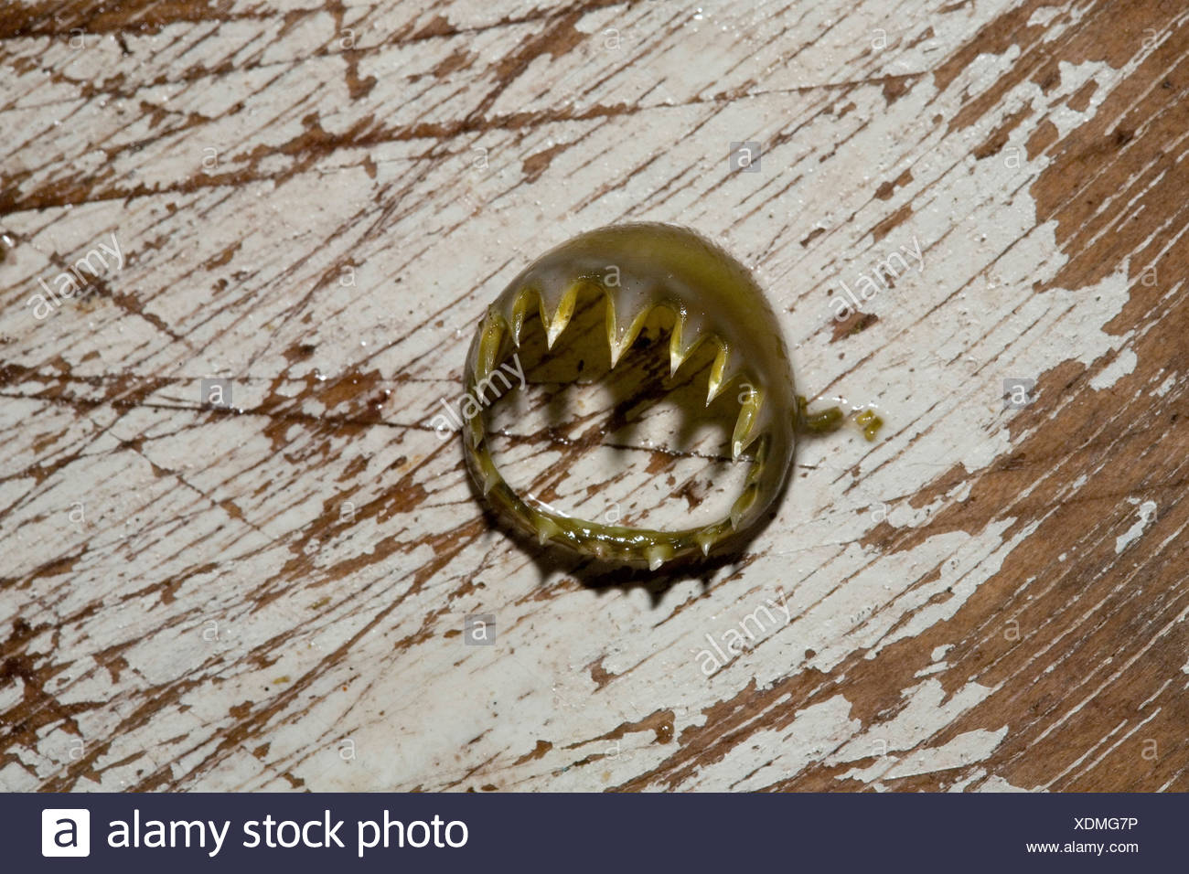 Squid Teeth Stock Photos & Squid Teeth Stock Images - Alamy