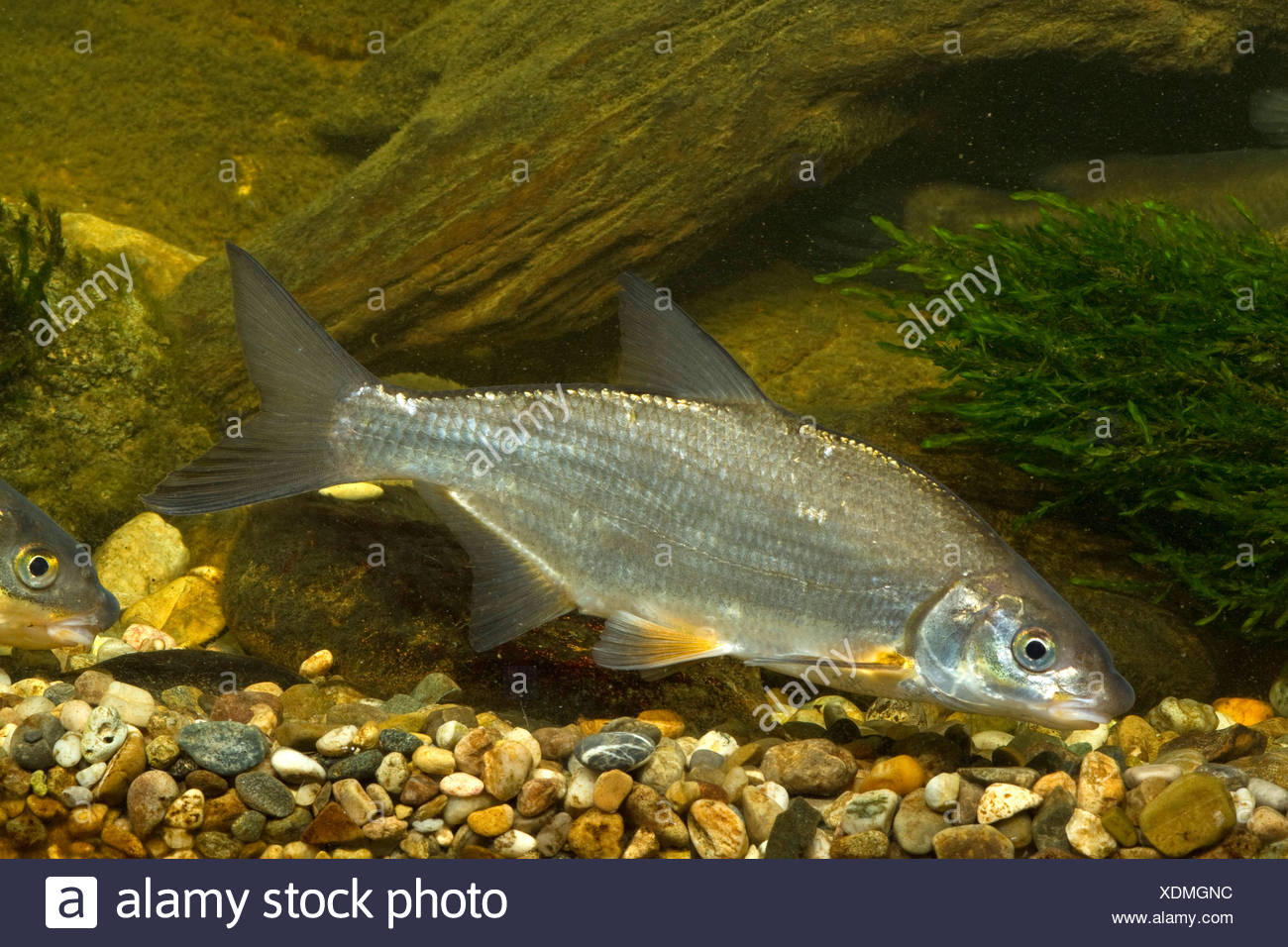 Vimba Stock Photos & Vimba Stock Images Alamy