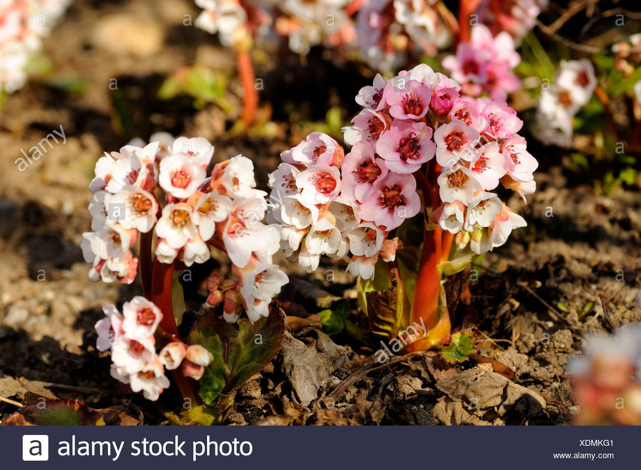 Winter Bergenia Bergenia Ciliata Stock Photo Alamy