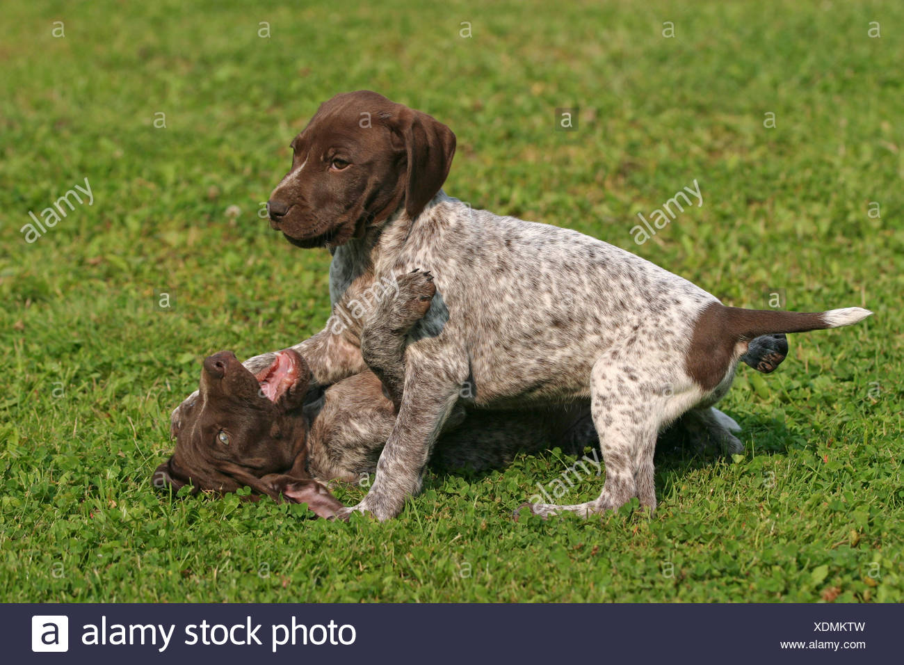 deutsch kurzhaar puppies for sale