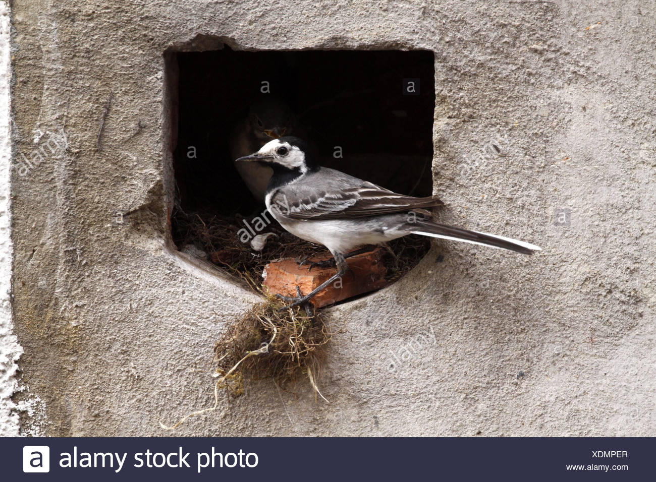 bird birds nest singing-bird bobolinks wagtail stilt bird birds nest feed Stock Photo