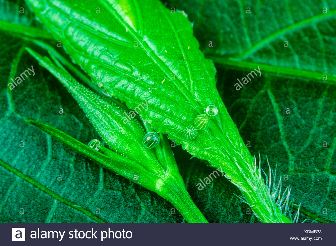 Malachite Butterfly eggs, (Siproeta stelens), S TX (strays N), E & W Mexico to Amazon, S FL, Cuba, Caymans Stock Photo