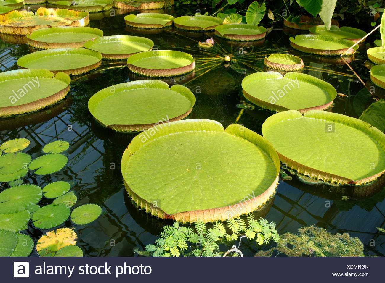 Rhine Garden Stock Photos Rhine Garden Stock Images Page 36