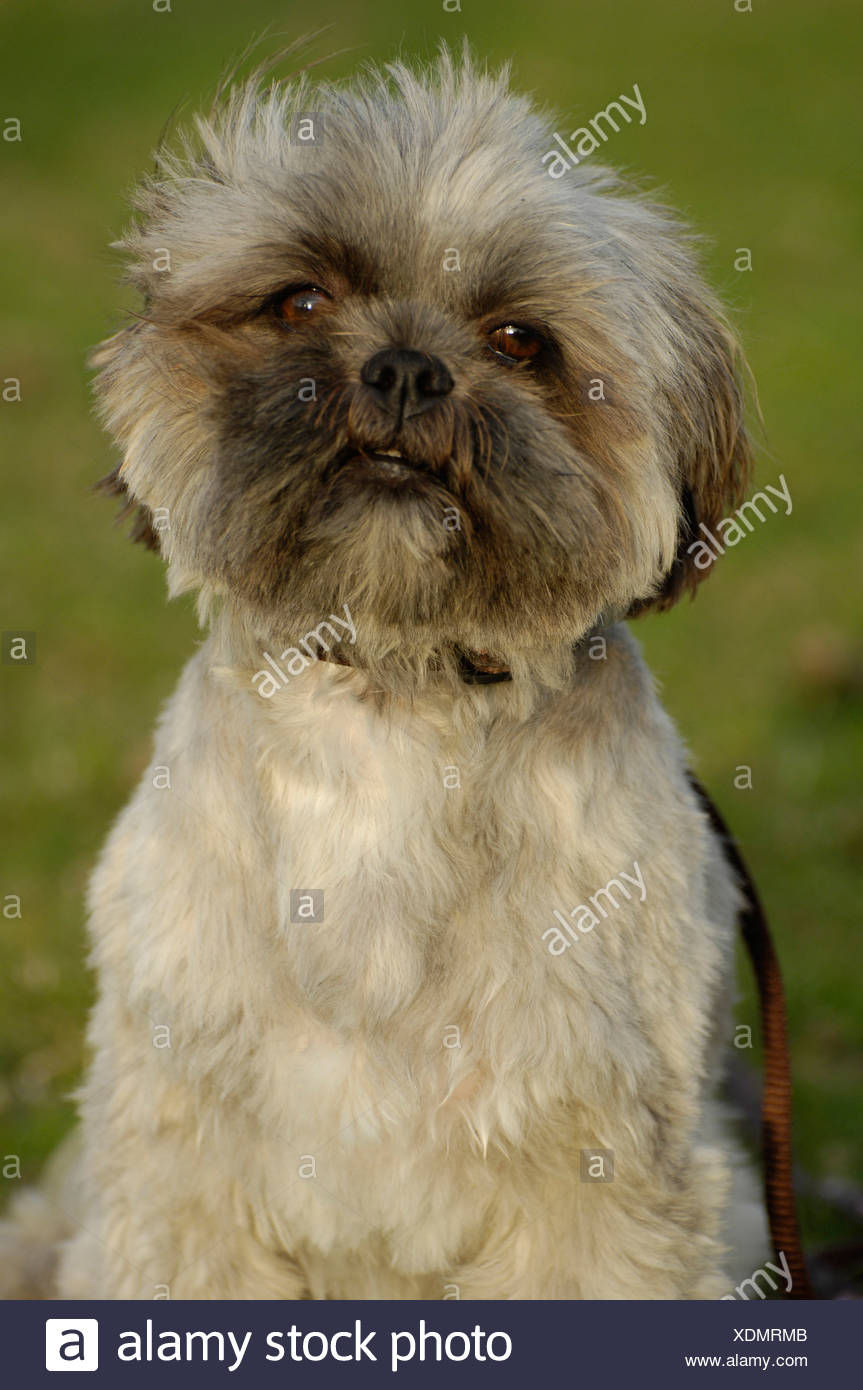 Lhasa Apsos Short Hair Stock Photos Lhasa Apsos Short Hair Stock