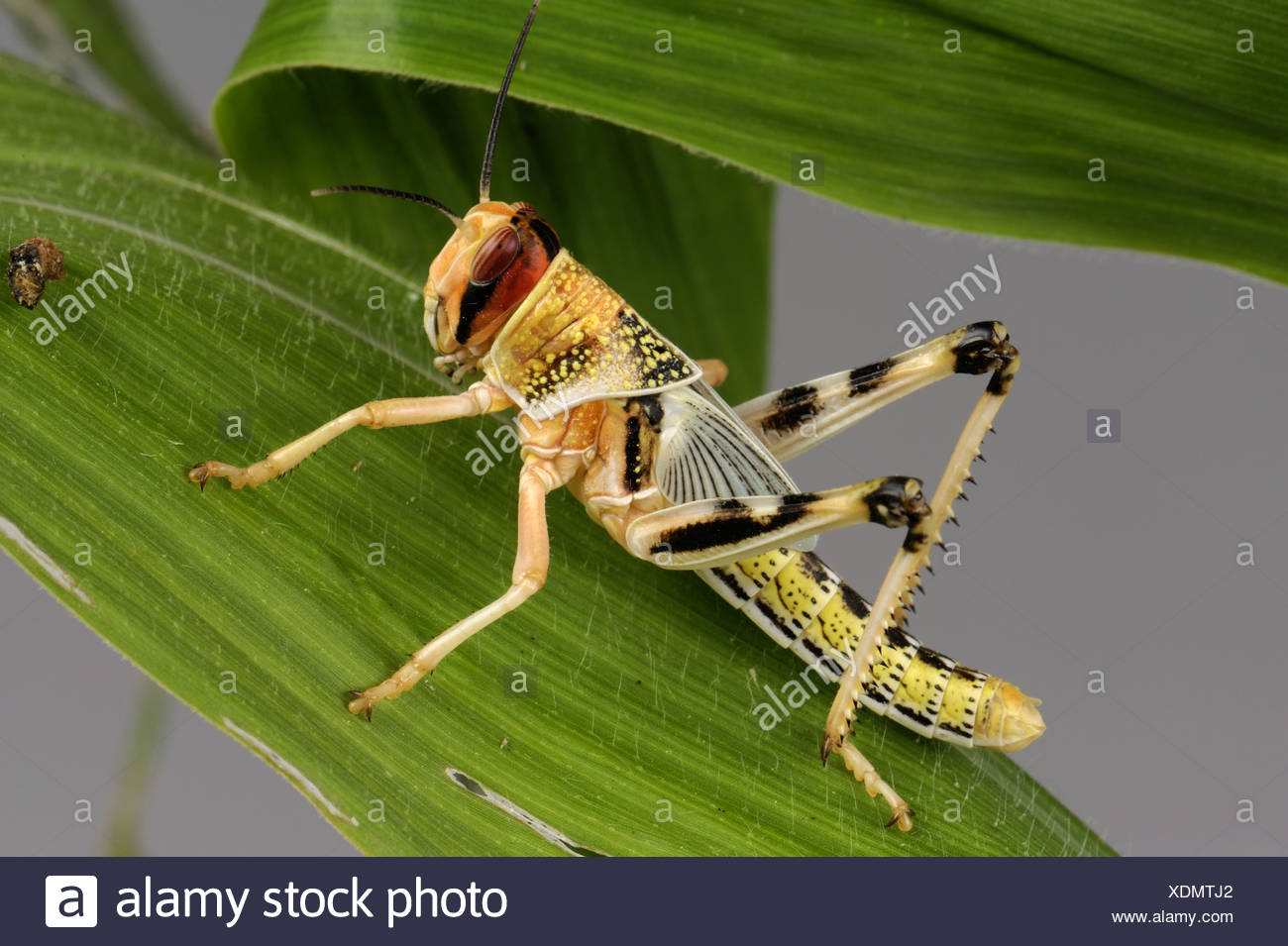 Locust Eating Leaf High Resolution Stock Photography and Images Alamy