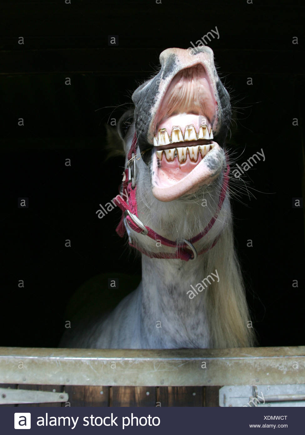 Funny Horse Face Laughing High Resolution Stock Photography and Images