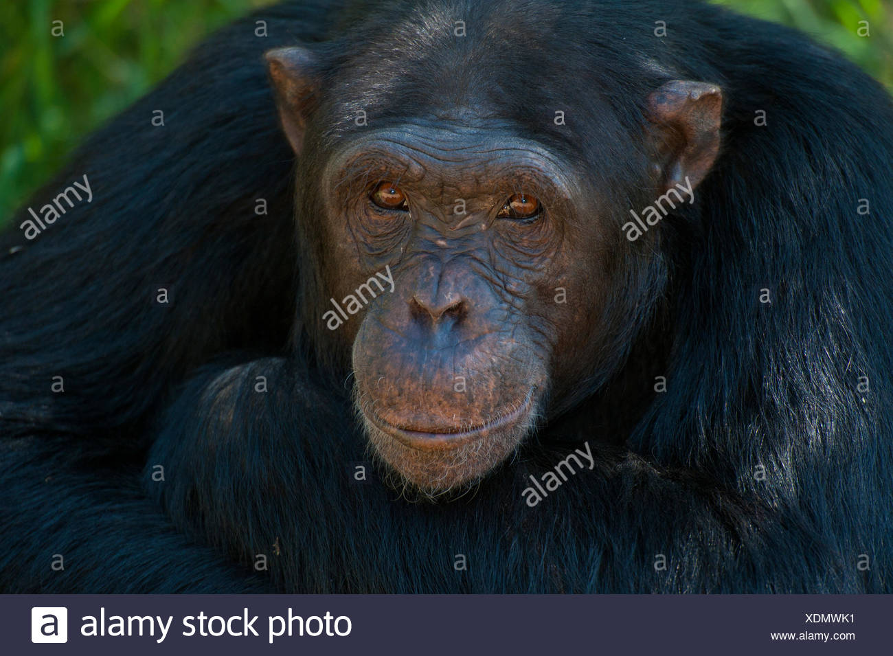 Sweetwaters Chimpanzee Sanctuary High Resolution Stock Photography and ...