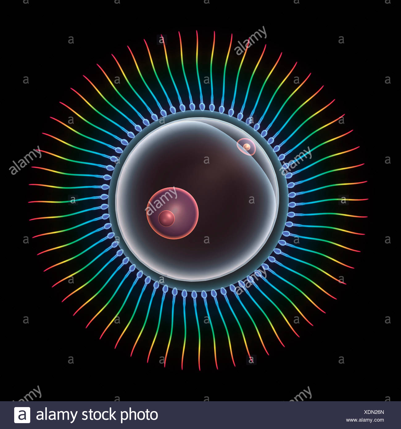 Sperm And Egg Cell High Resolution Stock Photography and Images - Alamy