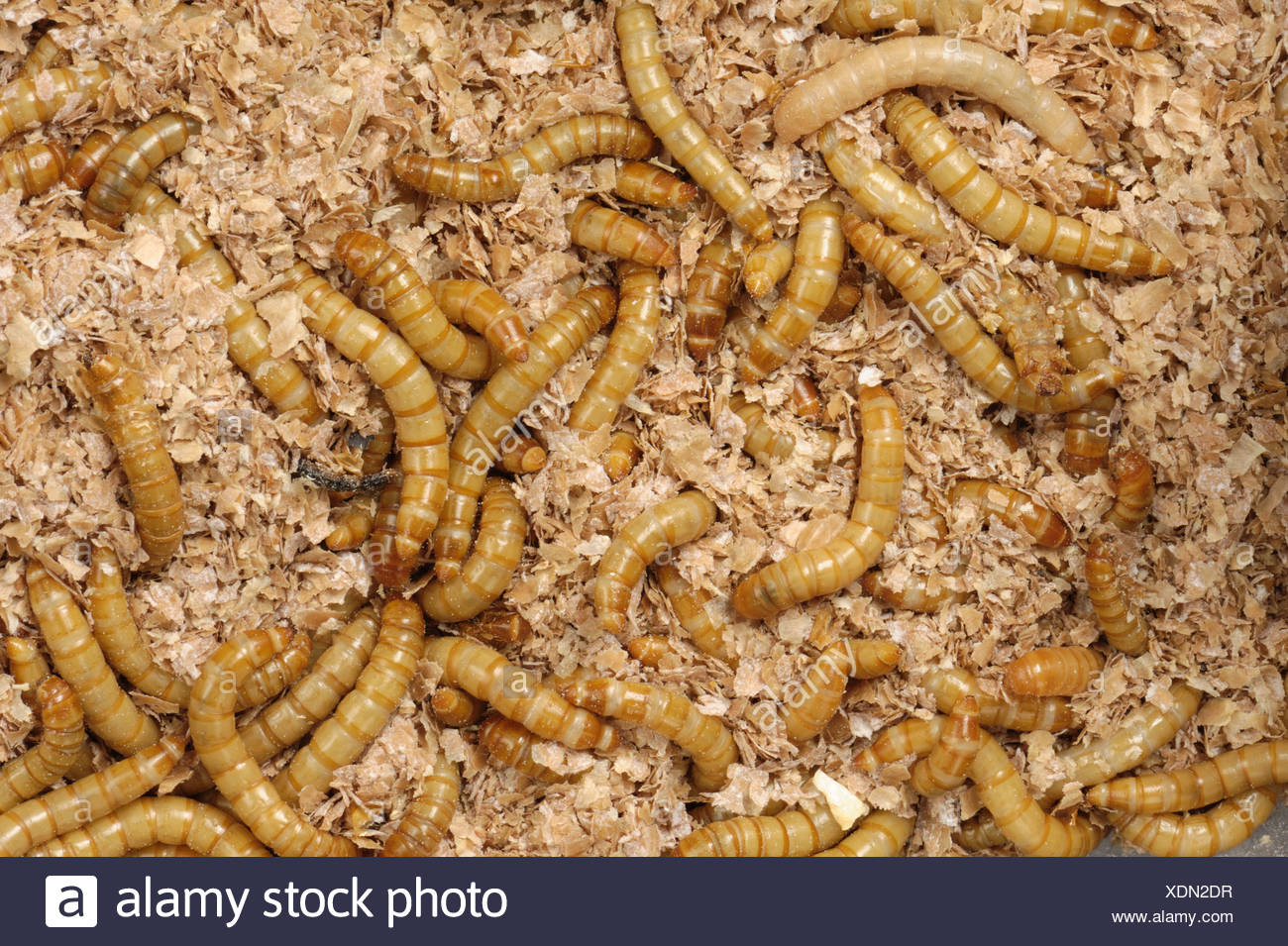 Mealworm Beetle Tenebrio Molitor Stock Photos & Mealworm Beetle