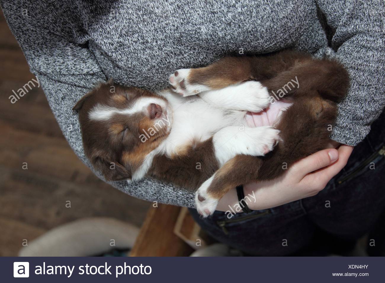 Australian Shepherd Puppy Stock Photo 283821047 Alamy