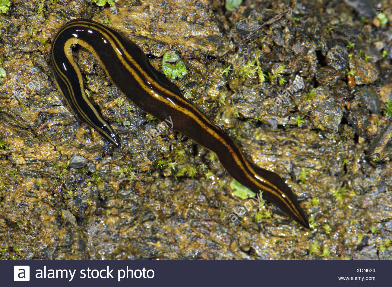 Neotropical Land Planarian High Resolution Stock Photography and Images ...