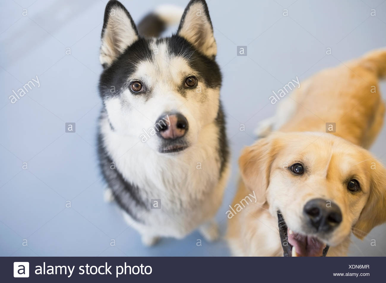 Portrait Of Golden Retriever And Siberian Husky Stock Photo