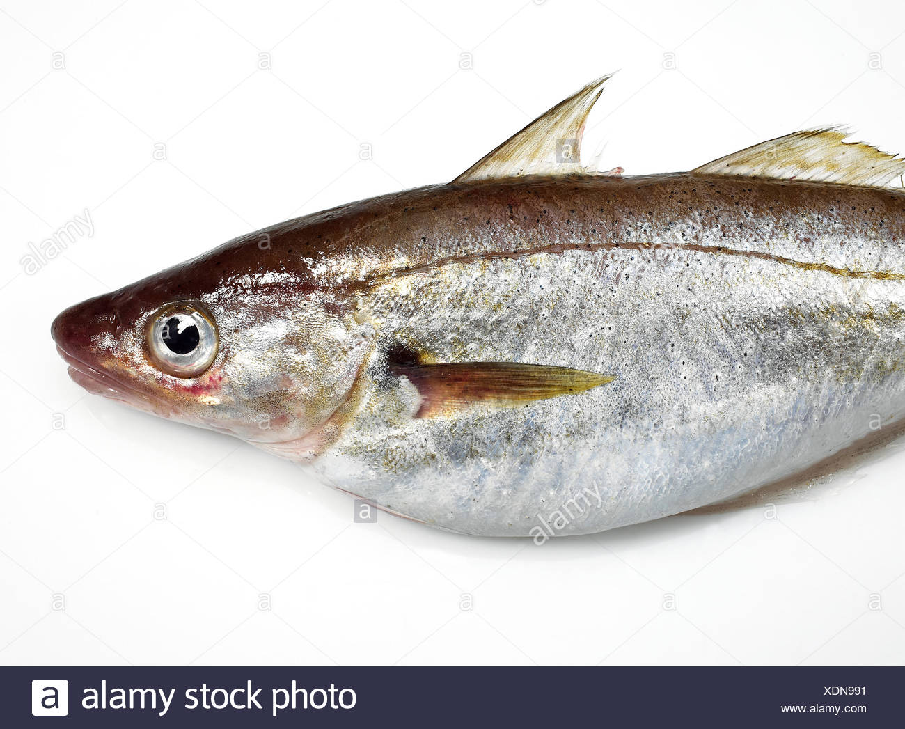 Whiting Fish Stock Photos & Whiting Fish Stock Images Alamy