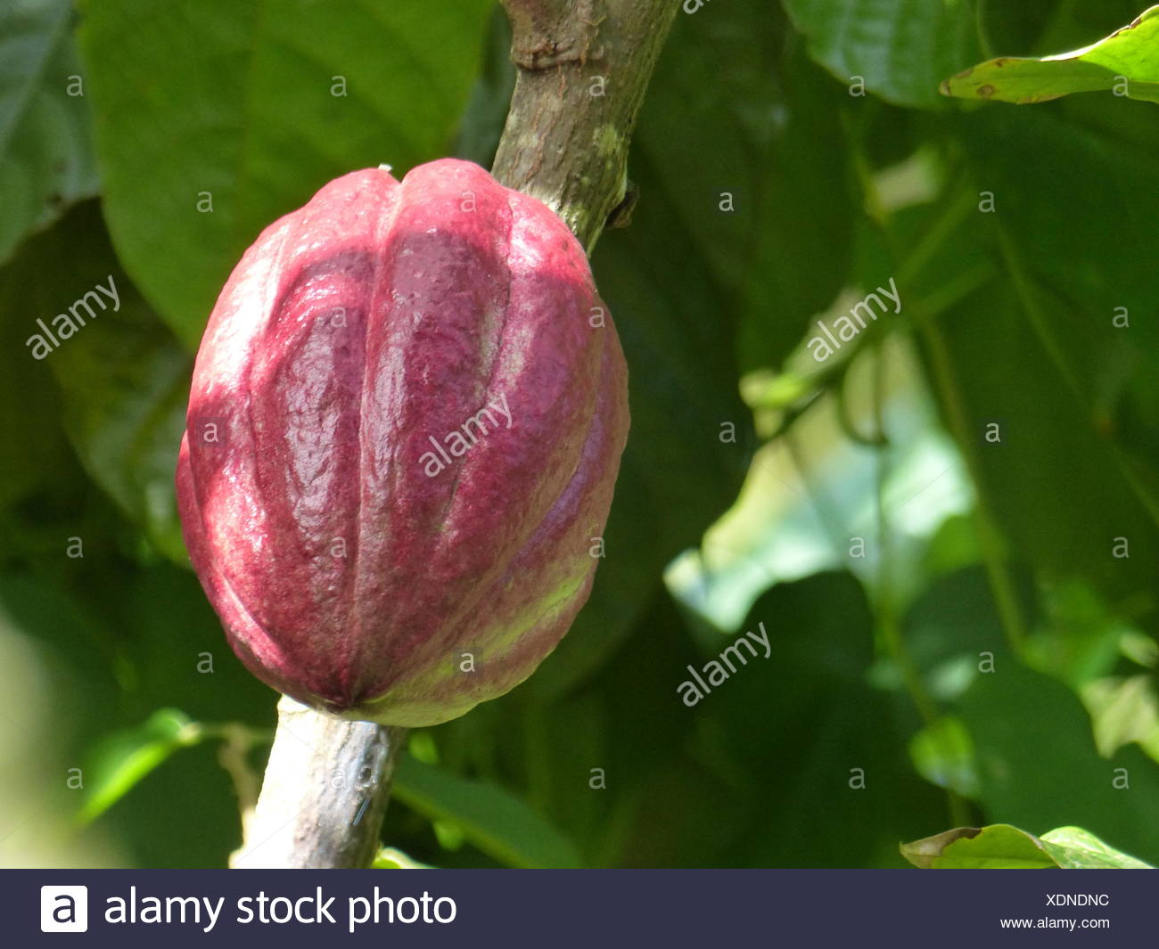 Grenada Cocoa Stock Photos & Grenada Cocoa Stock Images Alamy