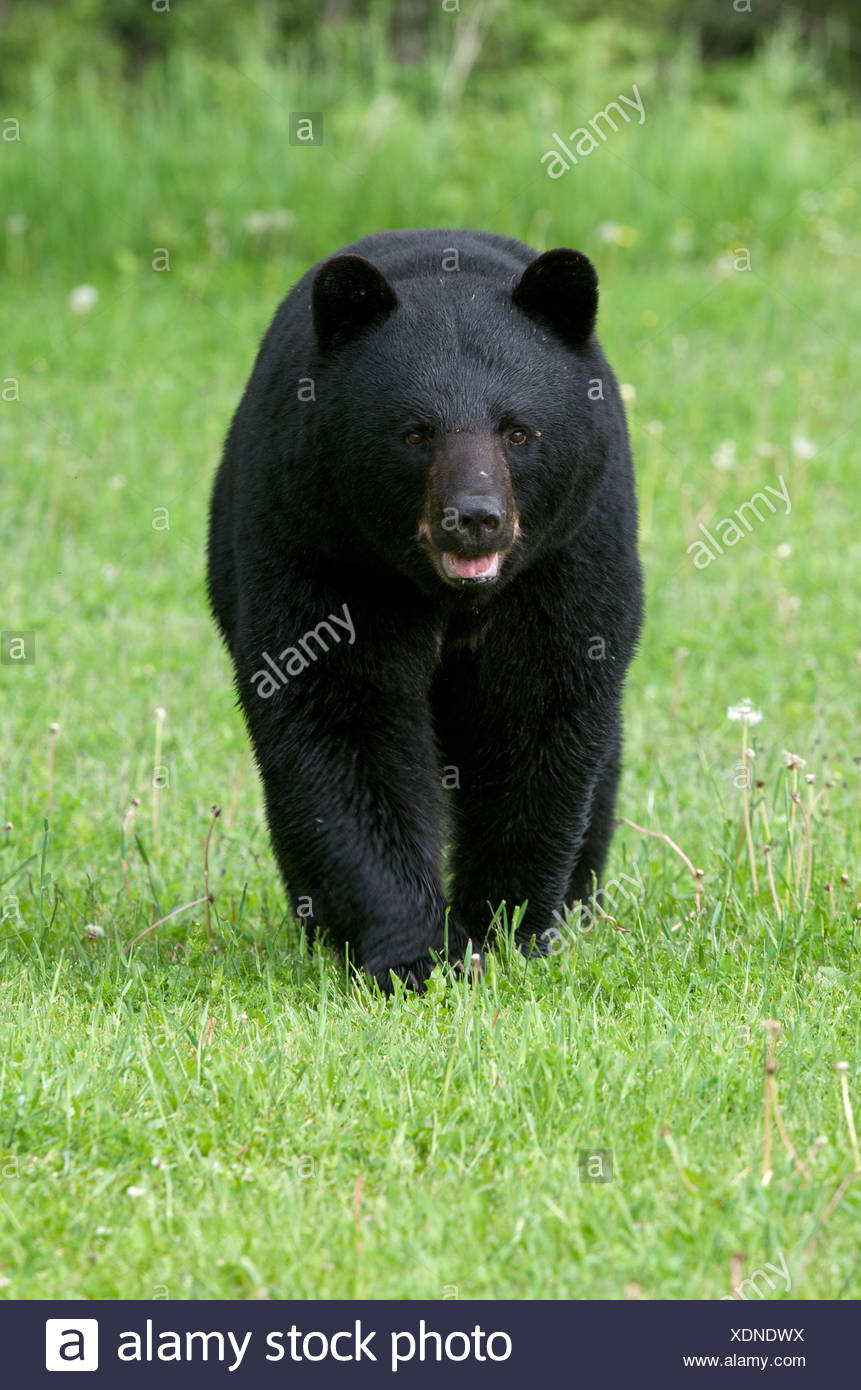 Black Bear Walking In Nature High Resolution Stock Photography and ...