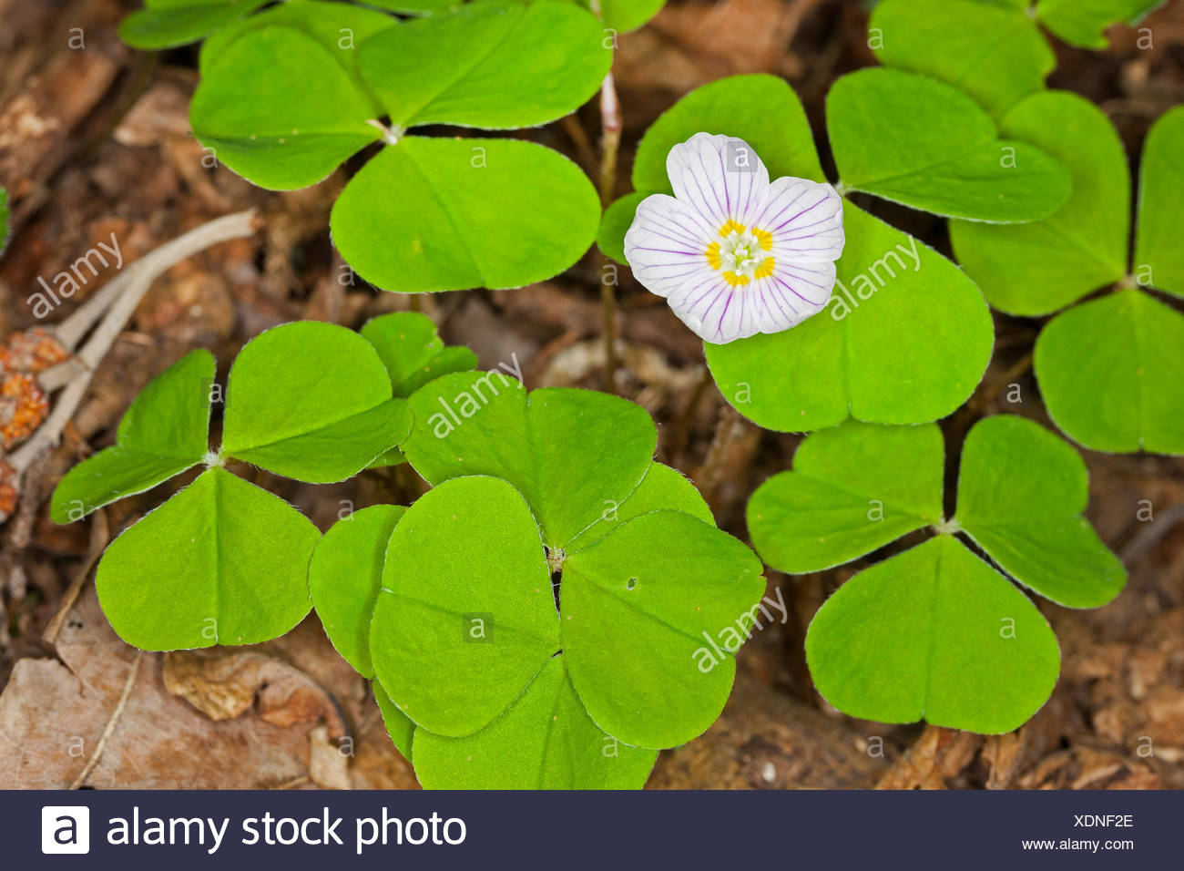 Common Wood Sorrel Wood Sorrel Irish Shamrock Oxalis Acetosella Blooming Germany Stock Photo Alamy Common Wood Sorrel Wood Sorrel Irish Shamrock Oxalis Acetosella Blooming Germany Stock Photo Alamy