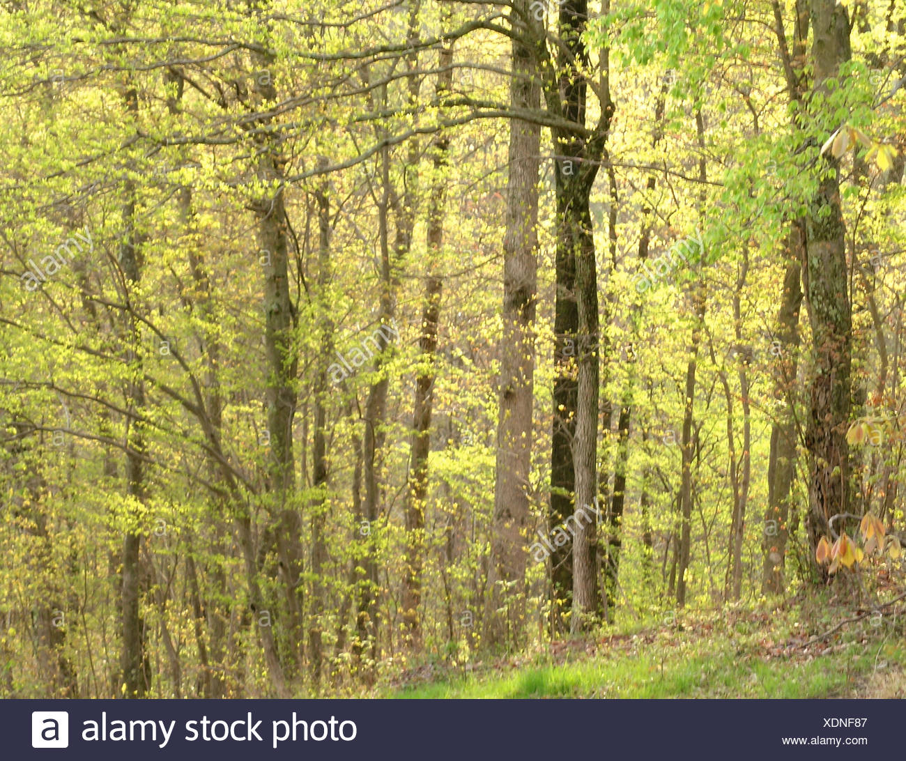 Oak Hickory Forest High Resolution Stock Photography and Images Alamy