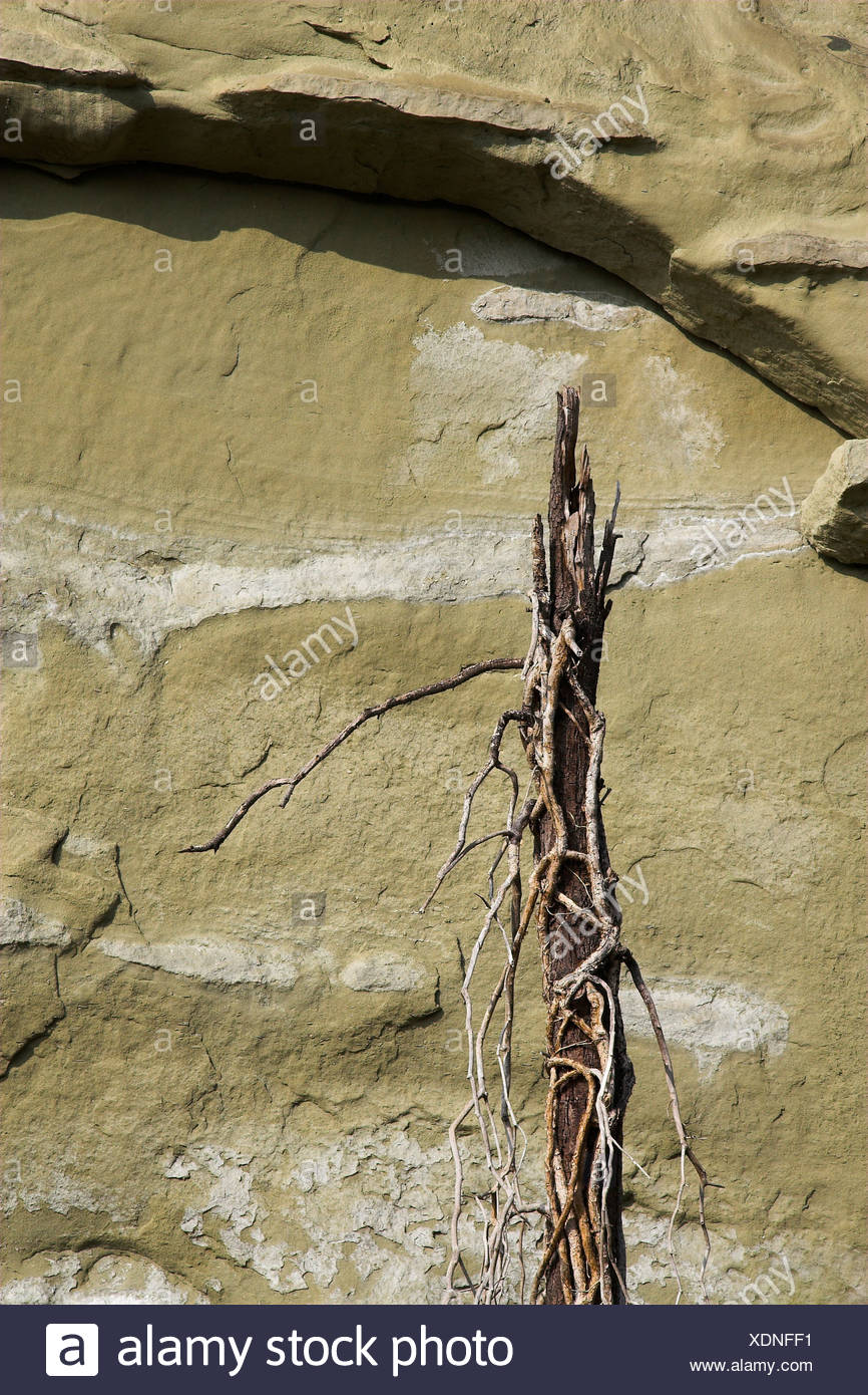 Detail Of Molasse Rocks At The Ueberlinger Steep Coast Lake