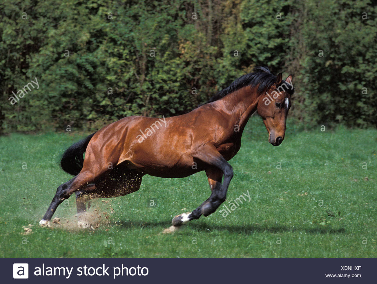 Selle Francais Horse Adult Galloping Stock Photo Alamy Selle Francais Horse Adult Galloping Stock Photo Alamy