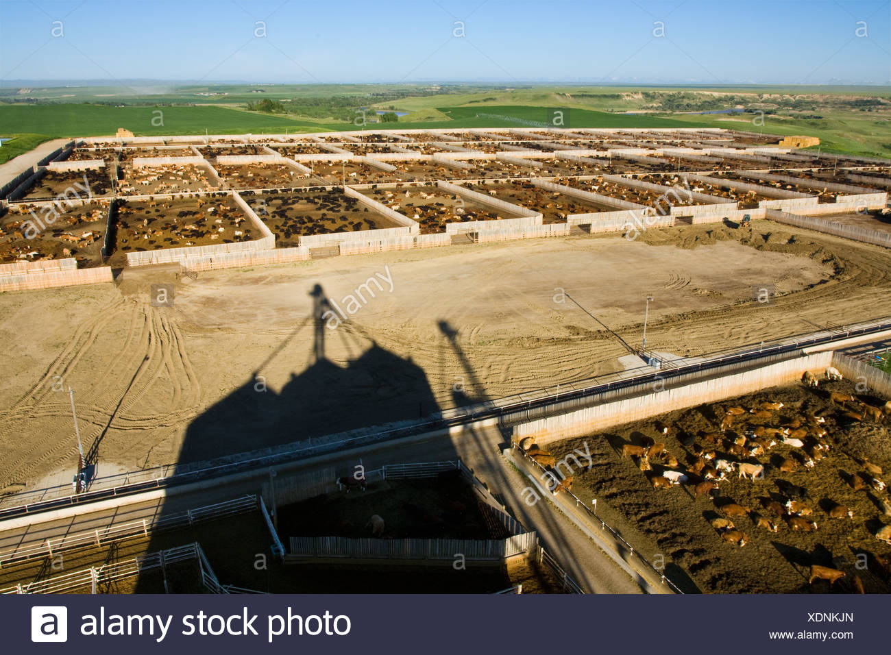 High View Of A Large Modern Beef Feedlot With 12 500 Head Capacity With The Feed Mill Shadow In The Foreground Alberta Canada Stock Photo Alamy