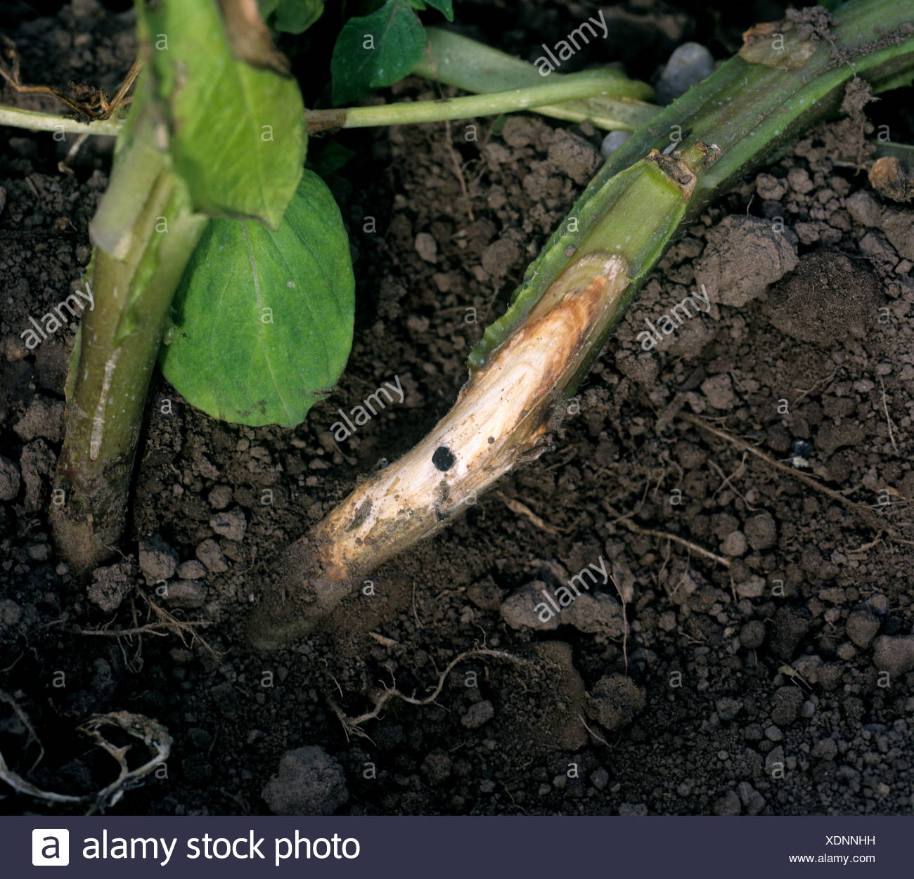 Sclerotinia Sclerotiorum High Resolution Stock Photography and Images ...