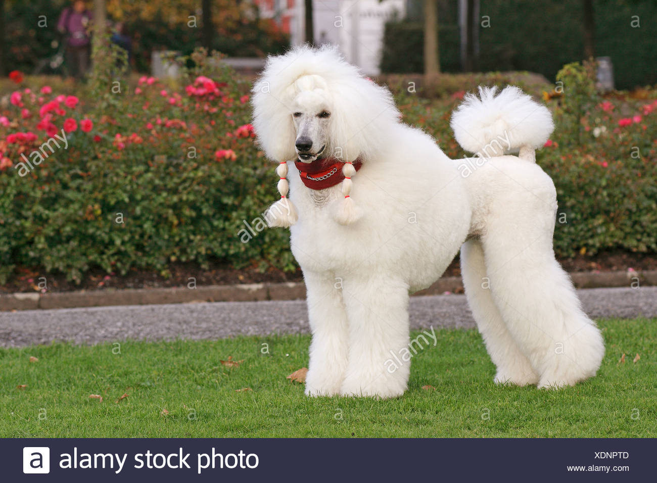 oversized poodle dog