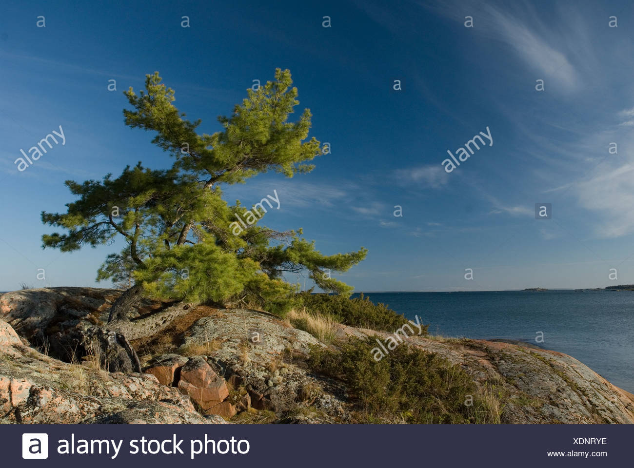 Lone Pine tree on the north channel of Lake Huron, Ontario, Canada ...