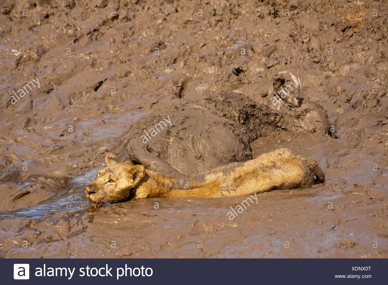 Sinking In Mud Stock Photos Sinking In Mud Stock Images