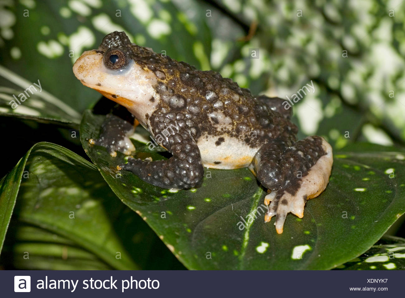 albino fire belly toad for sale