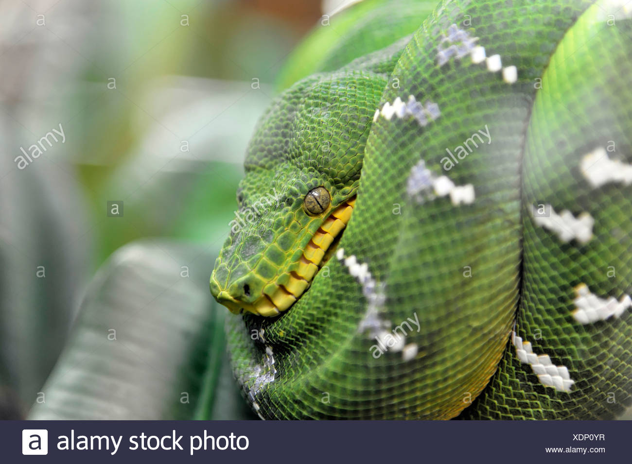 Australian Pythons High Resolution Stock Photography and Images - Alamy