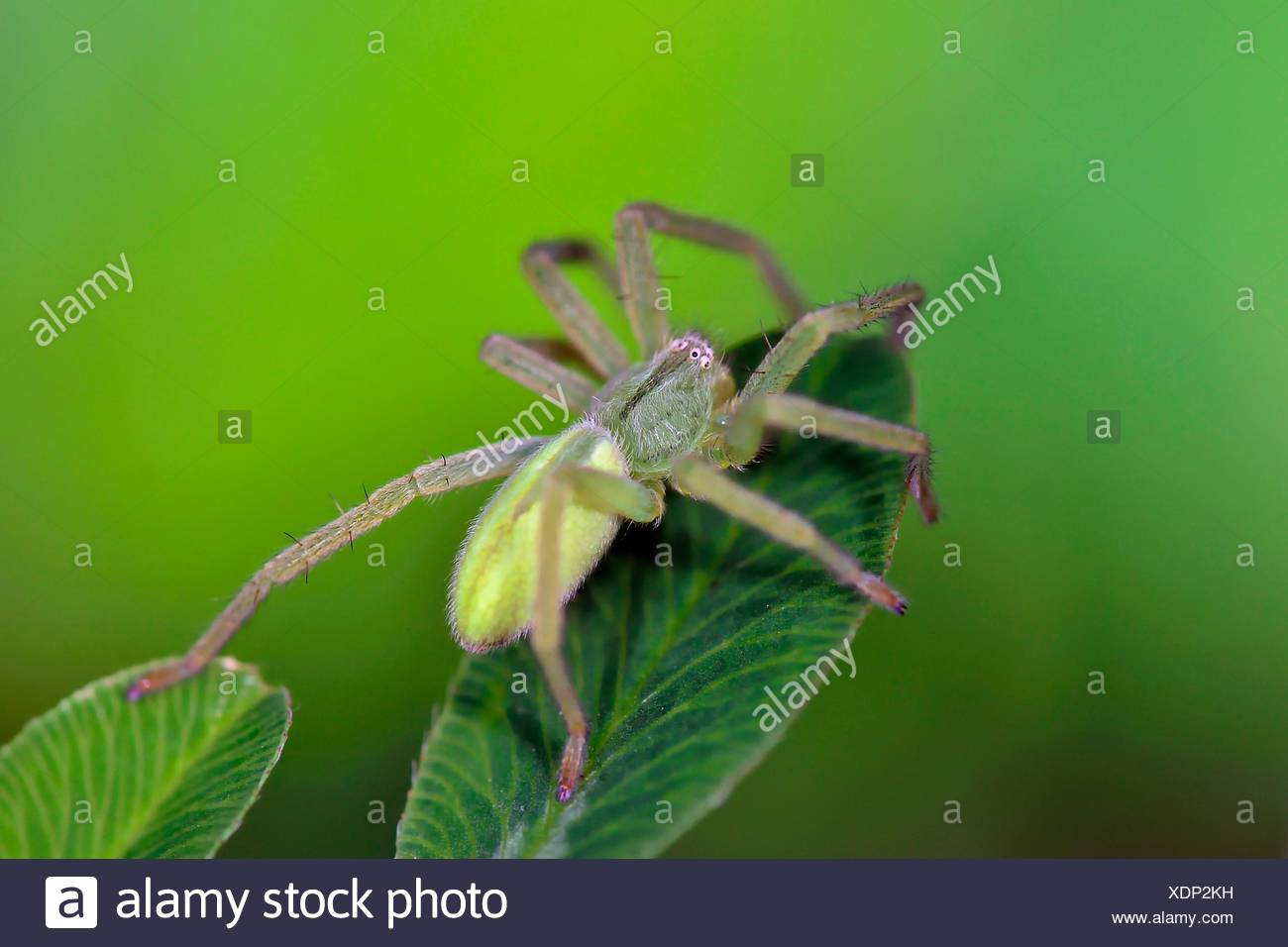 Huntsman Spider Sparassidae Sp High Resolution Stock Photography And Images Alamy