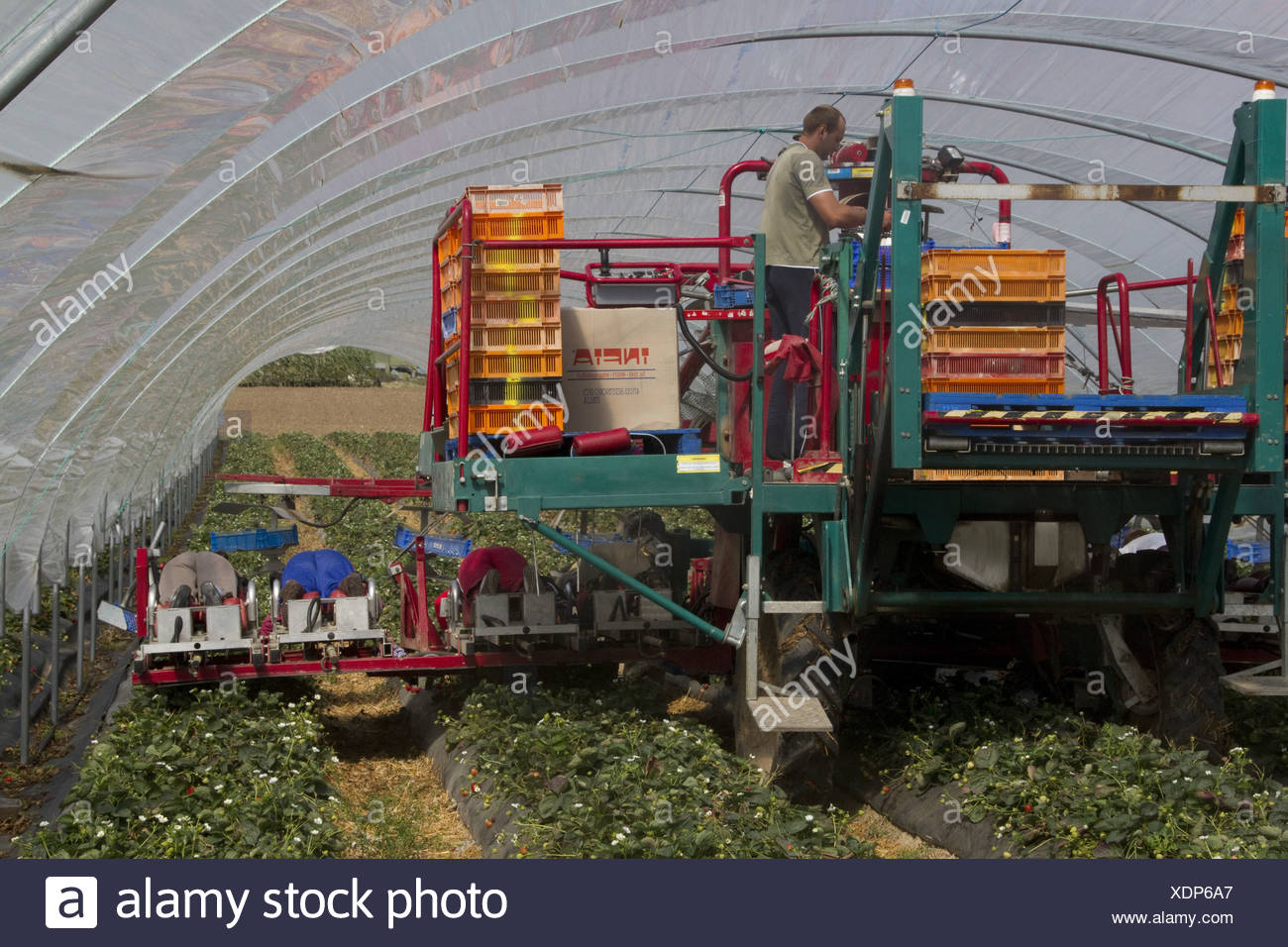 Strawberry Picking Machine High Resolution Stock Photography and Images