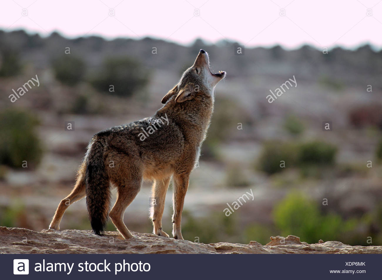 Coyotes Howling Stock Photos & Coyotes Howling Stock Images - Alamy