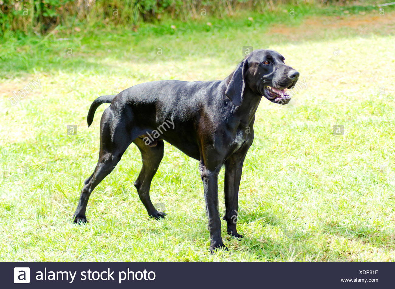 A Young Beautiful Black German Shorthaired Pointer Dog Standing On The Grass The German Short Haired Pointing Dog Has Long Floppy Ears And Muzzle And Is Used For Hunting Stock Photo Alamy
