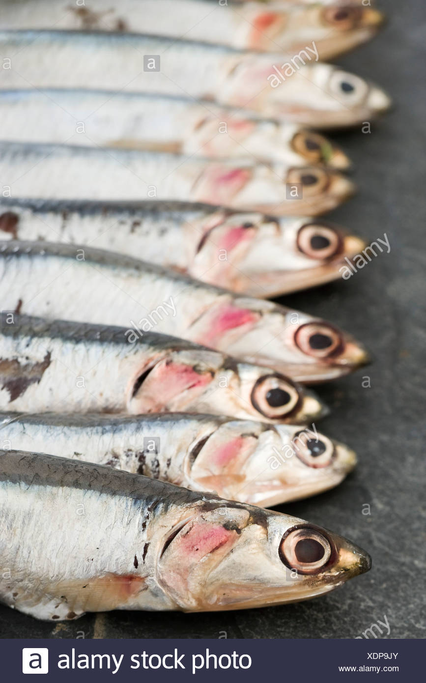 Anchovy Stock Photos & Anchovy Stock Images Alamy