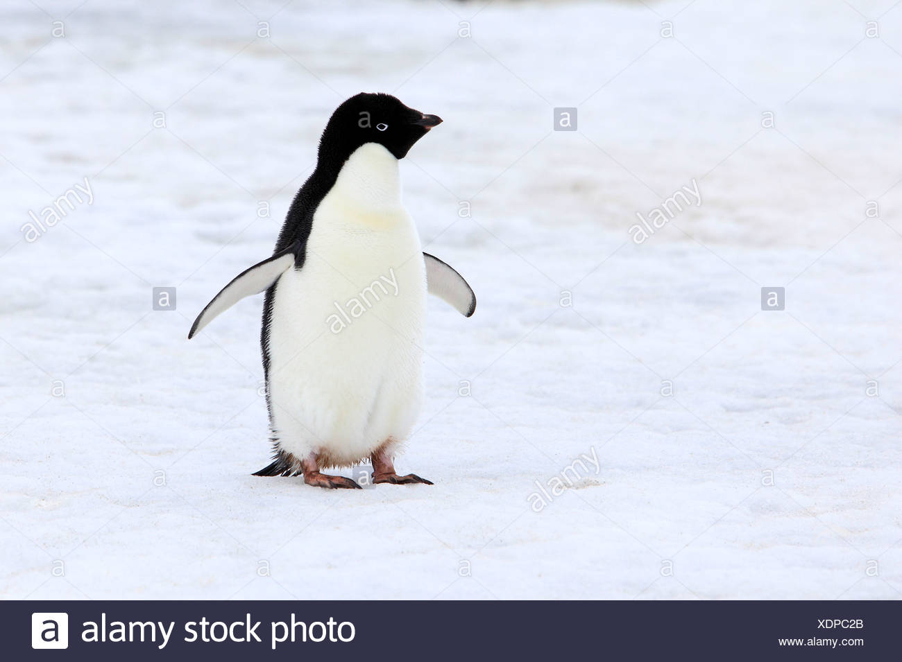 Adelie Penguin High Resolution Stock Photography and Images - Alamy