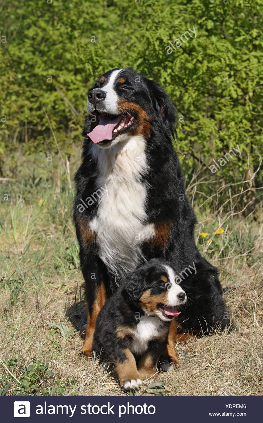 Bernese Mountain Dog Gentle Giant Kid Friendly Large Dog Breeds